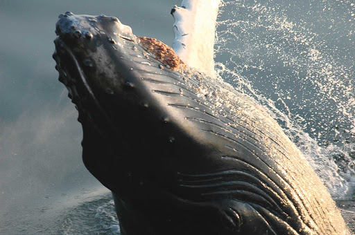   A humpback whale surfaces to greet visitors on a Lindblad Expeditions excursion. 