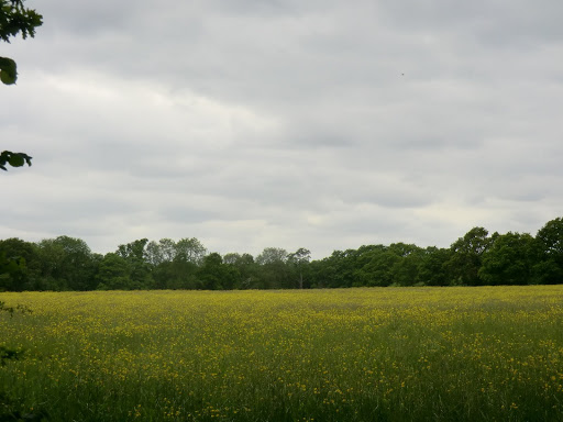 CIMG8280 Buttercup meadow