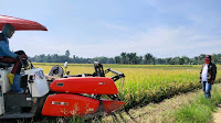 Petani Kota Palopo Bersama Penyuluh Panen Padi Varietas Impari, Produktivitas Hingga 6,5 ton/Ha