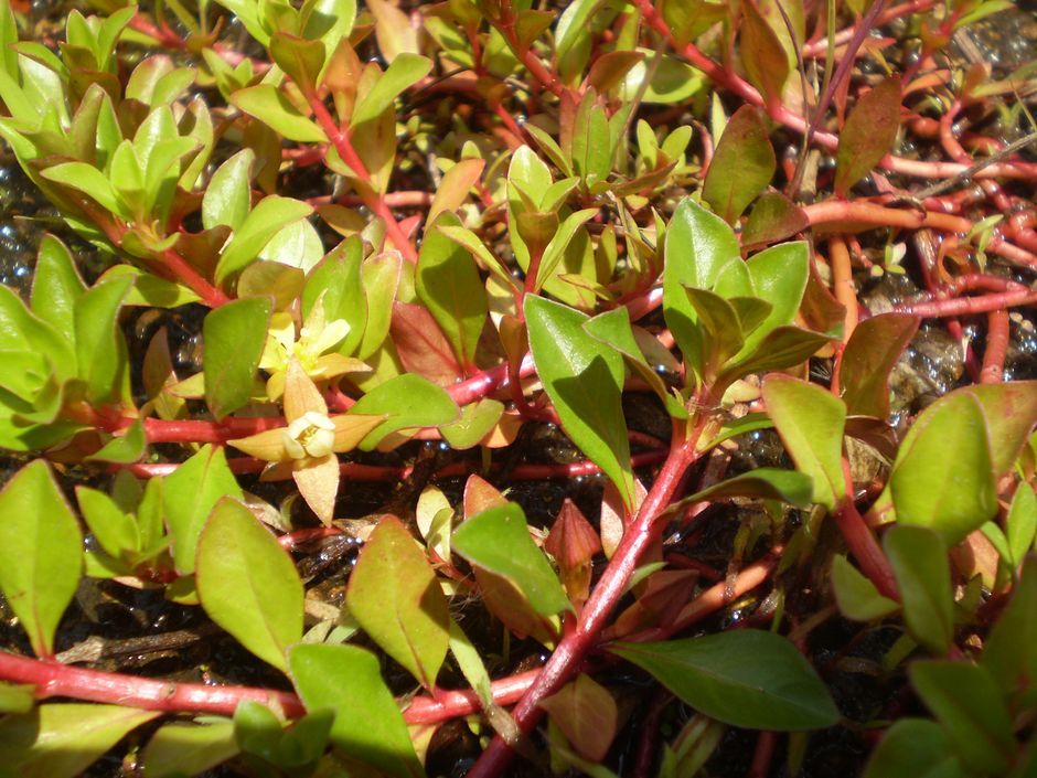 Людвигия ползучая (Ludwigia repens)