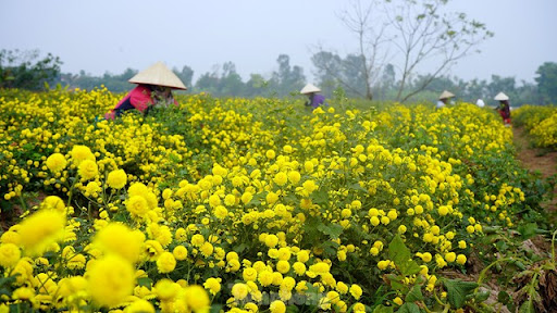 Bội thu khi dân bỏ cúc thường, trồng hoa cúc chi làm trà - Ảnh 2.