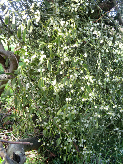 CIMG9934 Fallen branch with mistletoe, Penshurst Park