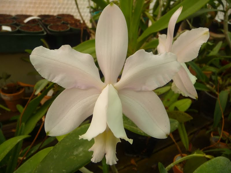 Cattleya loddigesii P1150267