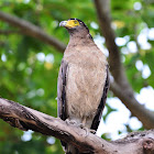 Eagle - Crested Serpent Eagle