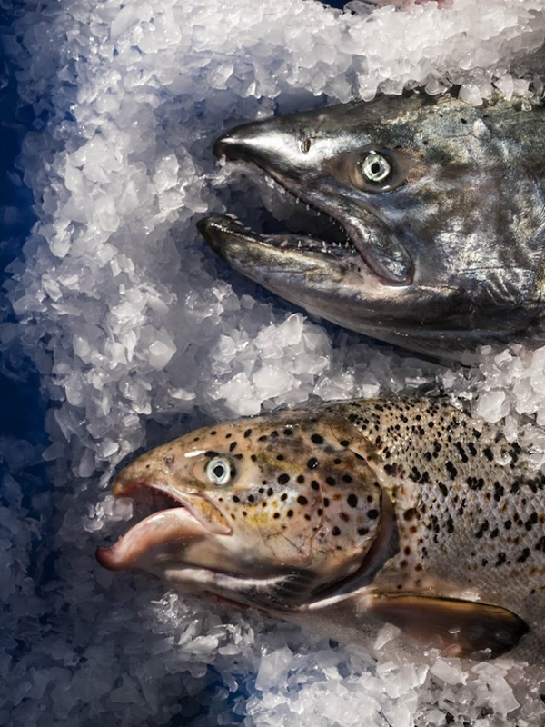 A native chinook salmon, top, and this farmed Atlantic salmon, bottom, show the differences between the native species compared with the farm-raised fish in this photo taken Tuesday, 22 August 2017. The Lummi Nation is trying to mop up thousands of escaped farmed Atlantic salmon, and the Swinomish tribal chairman has called for a shutdown of the industry as the fish reach the Skagit River and Alki Point. Photo: Dean Rutz / The Seattle Times