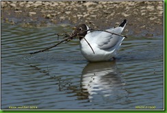 Slimbridge WWT - May