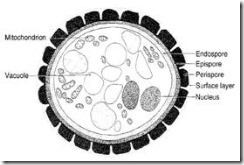 ascospora