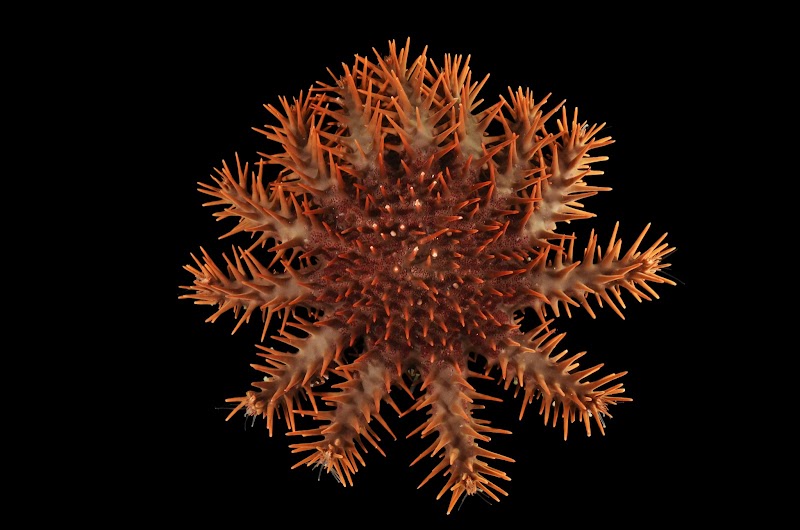 Acanthaster planci, Papua New Guinea