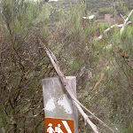 Track marker to Porters Pass (13156)