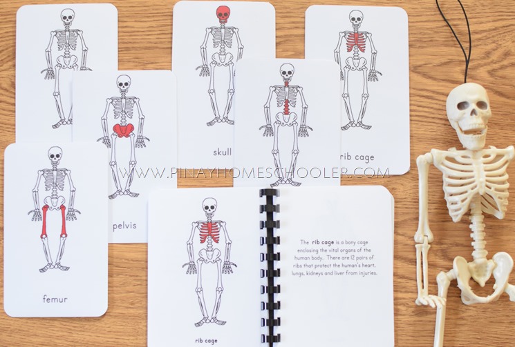 Learning The Human Skeleton for Preschoolers