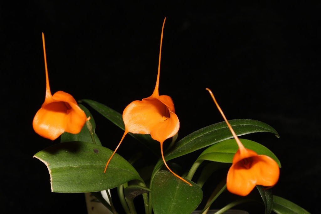 Masdevallia hirtzii IMG_2775