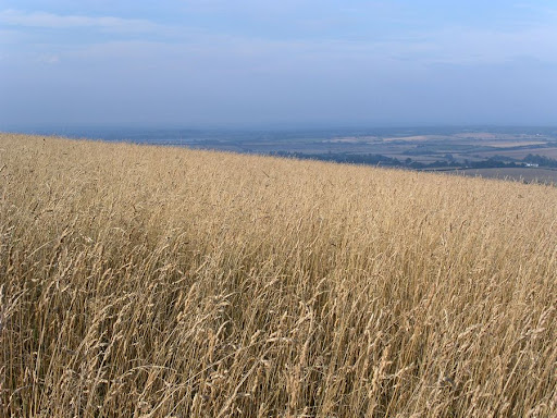 walk 31 On the Downs near Alfriston 