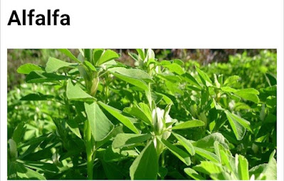 Alfalfa plant