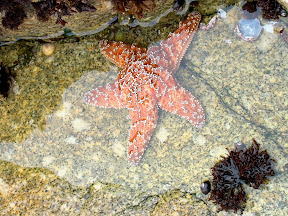 Starfish, 17 Mile Drive