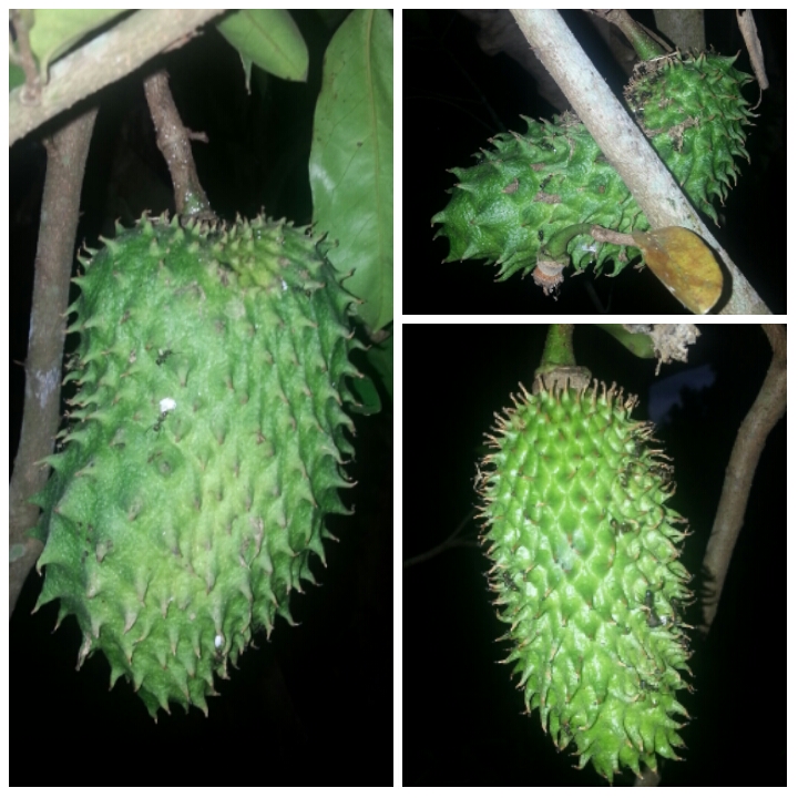 Warisan PESAGI: POKOK DURIAN BELANDA DI BELAKANG RUMAH