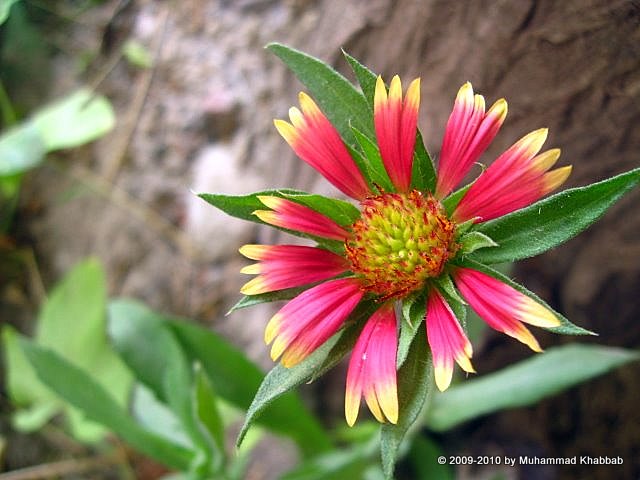 Gaillardia