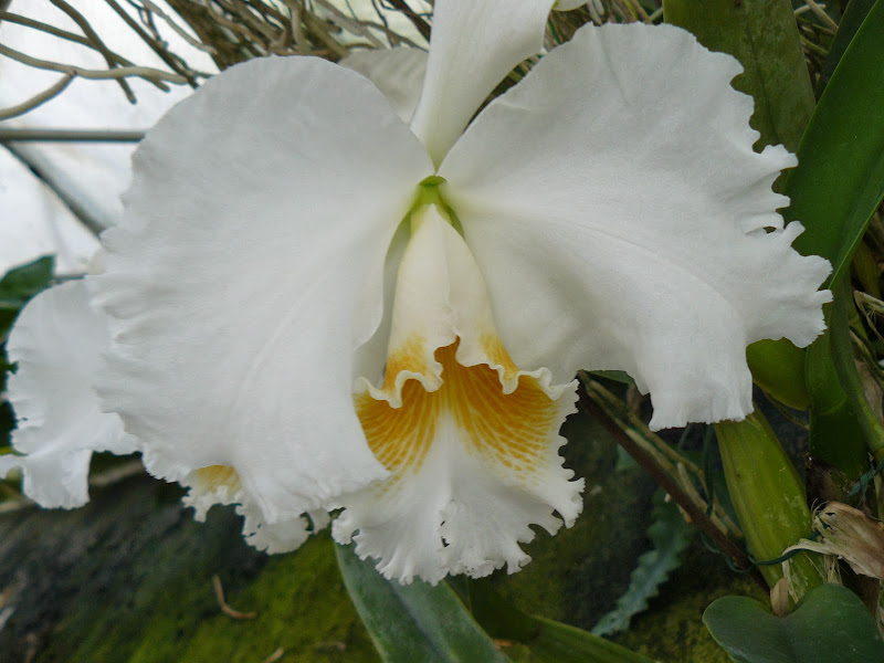 Rhyncholaeliocattleya Taida Eagle Eye P1030843