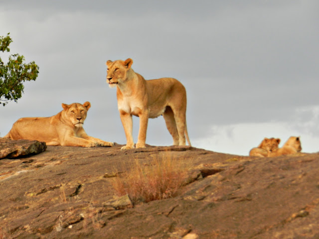 De safari: MAASAI MARA - KENYA: safari y playas del Índico (4)