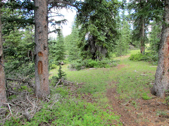 Trail and blazed tree