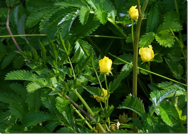 anacortes yellow flowers 062815 00000