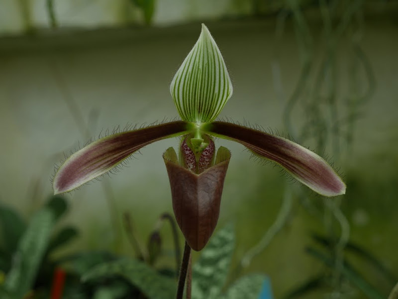 Paphiopedilum dayanum P1100044