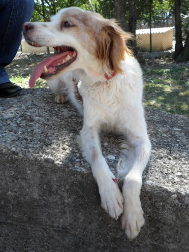 Adoptez moi - MILO  -  Epagneul Breton blanc/roux  13 ans  (petit souffle au coeur) -  Refuge de  SISTERON  (04) Milo%252520%2525285%252529