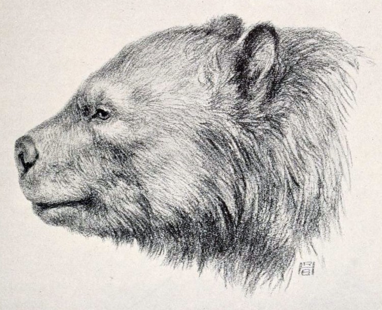 파일:external/upload.wikimedia.org/Arctotherium.jpg