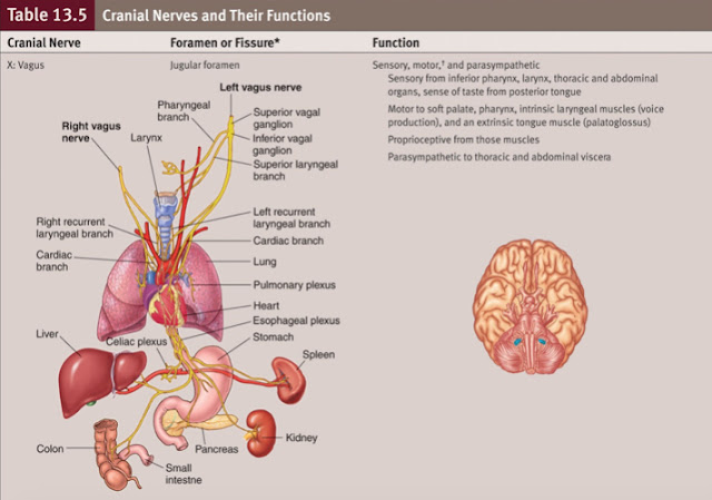 Main Street Articles | Authored By James Allan: Vagus Nerve Disorder