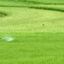 Bantu Cegah Stunting, Petani di Lebak Tanam Benih Padi Nutrisi Zinc 1.000 Hektare