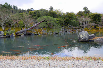 Tenryuji Temple was built in 1339 but the temple buildings were repeatedly lost in fires and wars over the centuries, so most of the current halls date from the relatively recent Meiji Period (1868-1912). Unlike the temple buildings, Tenryuji's garden survived the centuries in its original form. I don't know how original the giant koi here are though...