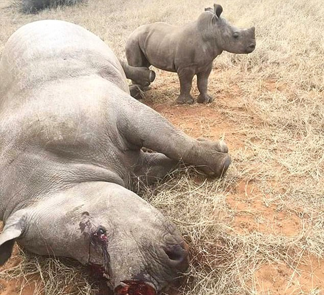 An orphaned baby rhino stands next to its dead mother after she was slaughtered by poachers for her horn on a private rhino owners farm over the weekend of 1 July 2017. Photo: Bonné de Bod / Susan Scott