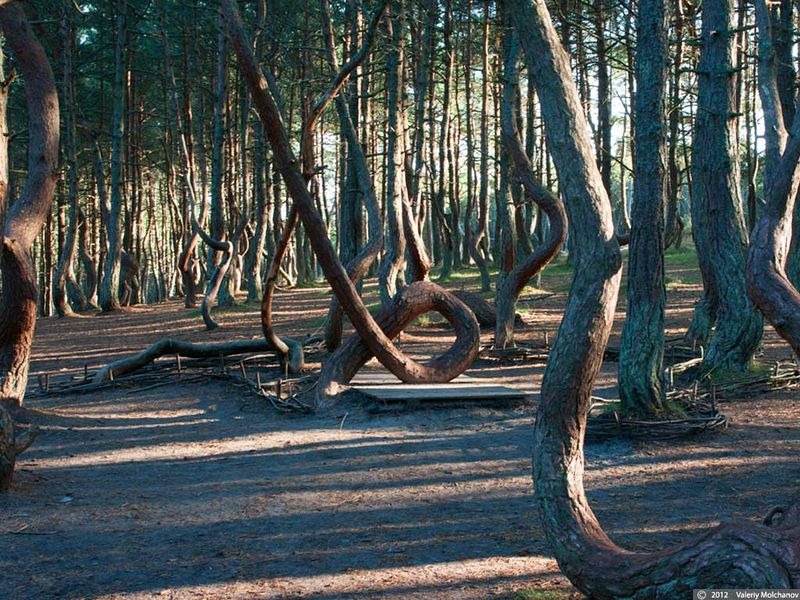 dancing-forest-kaliningrad-3