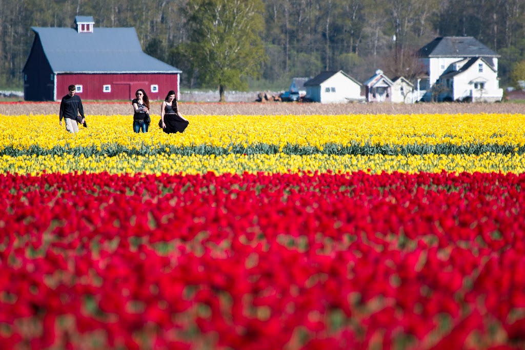 2016_03_30-tulips-0058.jpg