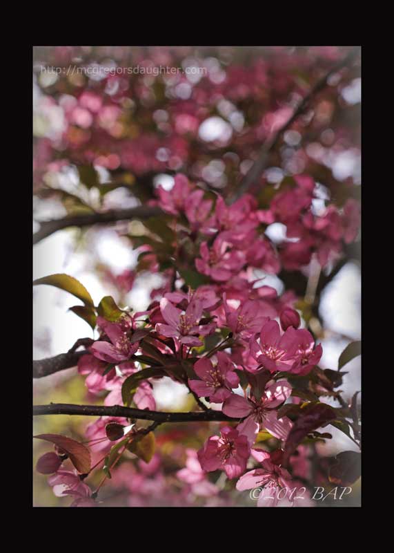 May Bloom Day in April