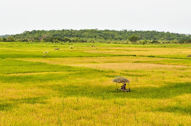 Bissau Guinean Landscape
