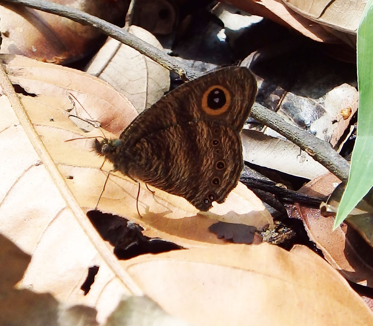 Horsfield's Six-ring Butterfly