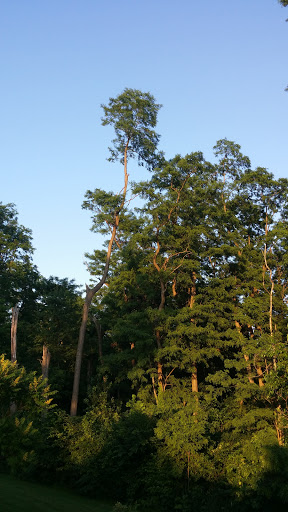 Nature Preserve «Lincoln Marsh», reviews and photos, Harrison Ave & Pierce Ave, Wheaton, IL 60187, USA