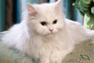 kucing persia medium