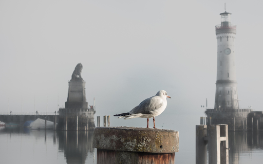 White dove