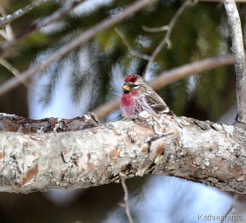 1. Redpoll-kab