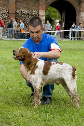 Nationale d'élevage de l'épagneul breton - 2011 Nationale%2525202011%252520543%252520%252528Copier%252529