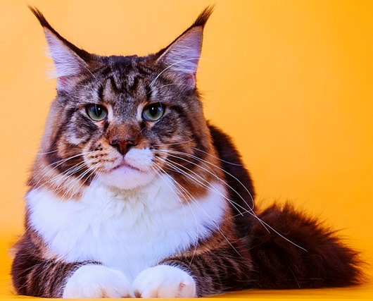 maine-coon-1 maine-coon-1