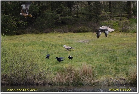 Nant yr Arian - April