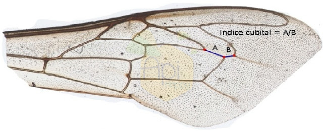 Biom233; trie4