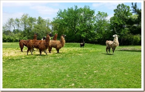 Llama, Shearing