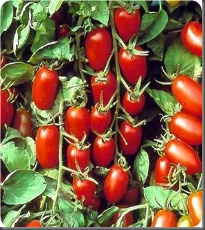 Tomato,%20Juliet%20Hybrid-Vegetable%20Seeds