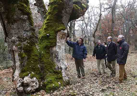 Un plan para fomentar el emprendimiento y el turismo en torno al Hayedo de Montejo