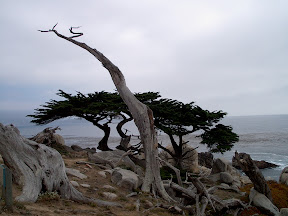 Cypress trees overlooking the Pacific Ocean