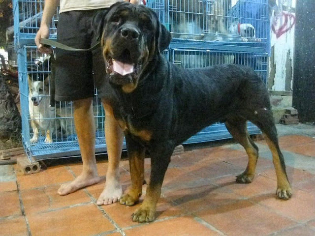 Mua chó Rottweiler?  Bán chó Rottweiler thuần chủng tại Hà Nội, TPHCM giá rẻ, uy tín.