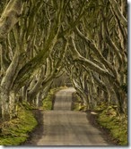 Camino Dark Hedges